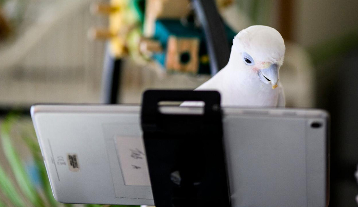 Papağanlar birbirini görüntülü aramayı öğrendi