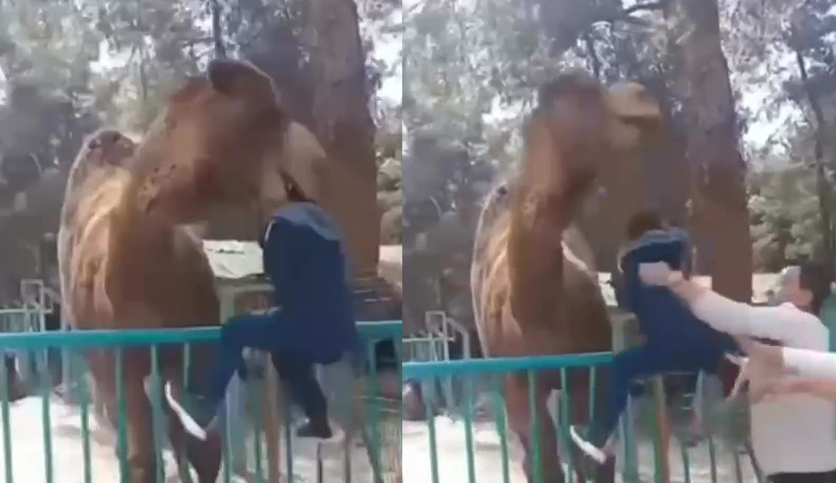Deve başından tuttuğu çocuğu havaya uçurdu! Az daha canından oluyordu