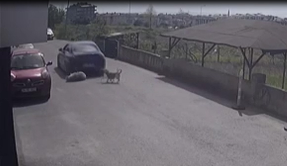 Köpeği göz göre göre ezdi, arkasına bakmadan kaçtı
