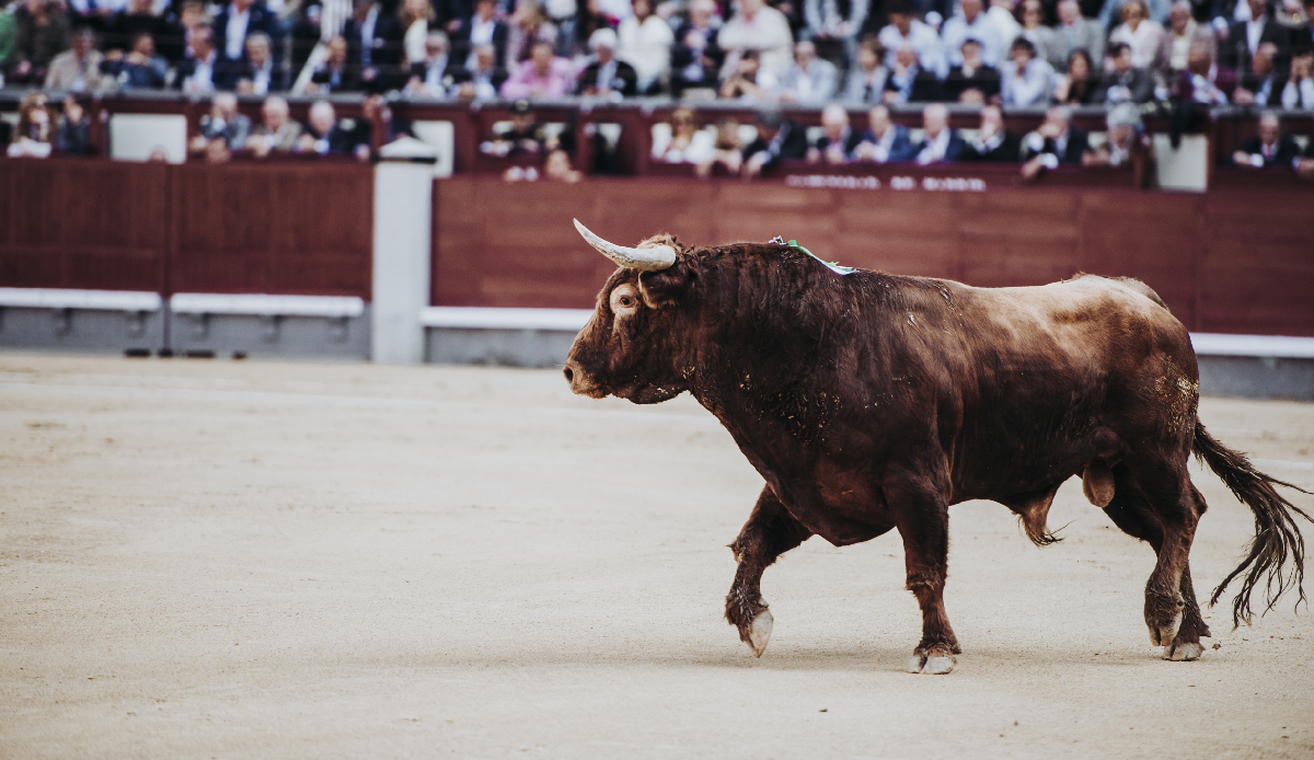Boğayla dansın sonu acı oldu! Matador metrelerce havaya fırladı