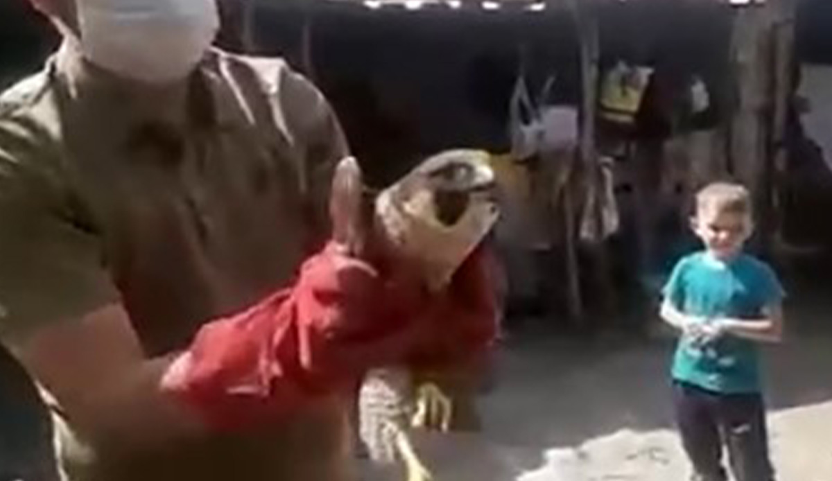 Dünyanın en hızlı kuşu Türkiye'de! Yaralı olarak bulundu