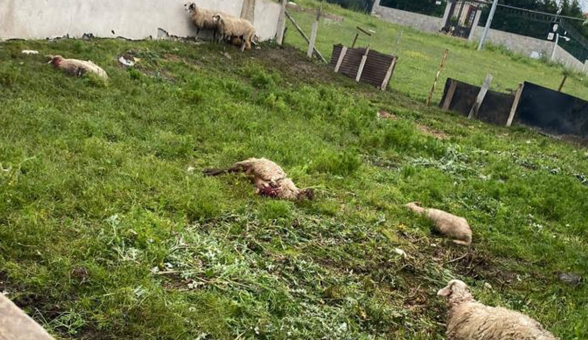 İstanbul'da sokak köpekleri 14 kurbanlığı telef etti