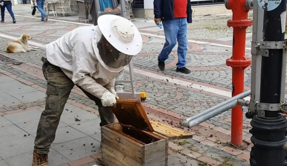 Görenleri şaşkına çeviren olay! 20 bin arıyı 5 dakikada kovana koydu
