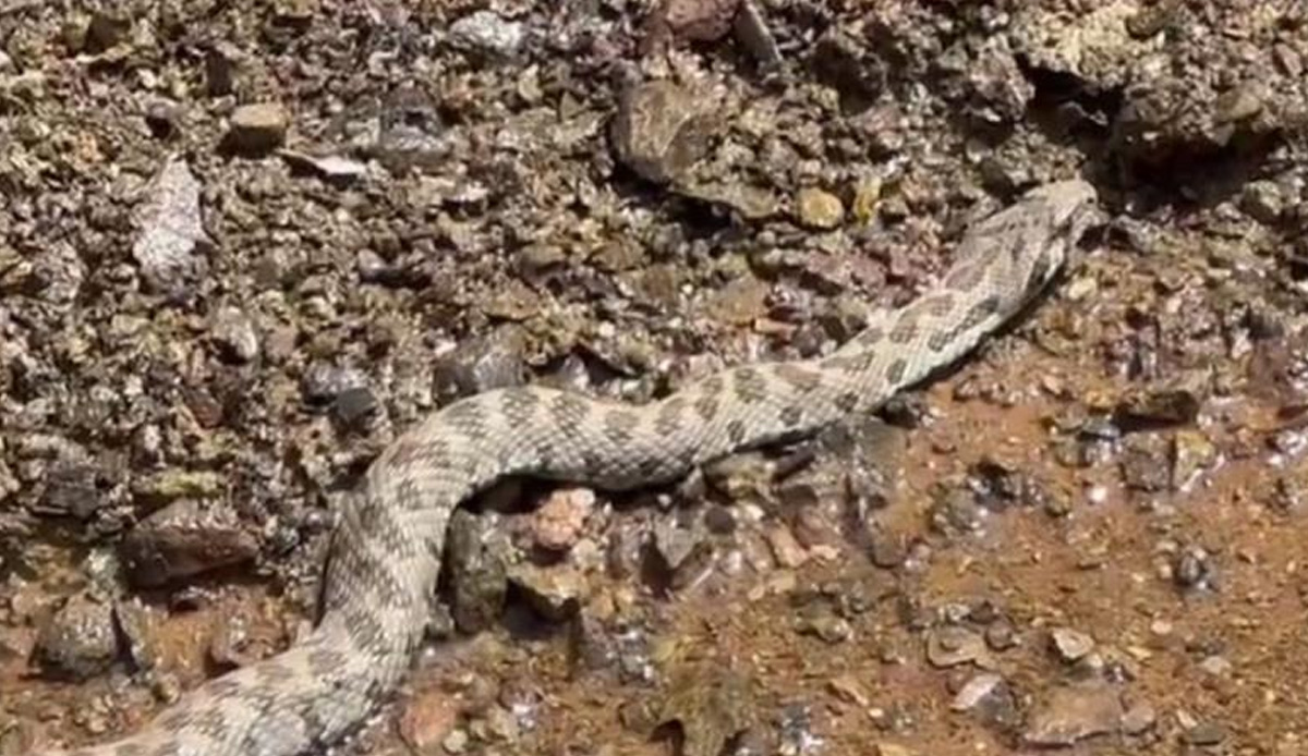 Orta Doğu ve Asya'da görülüyordu: 2 metrelik yılan Tunceli'de ortaya çıktı!