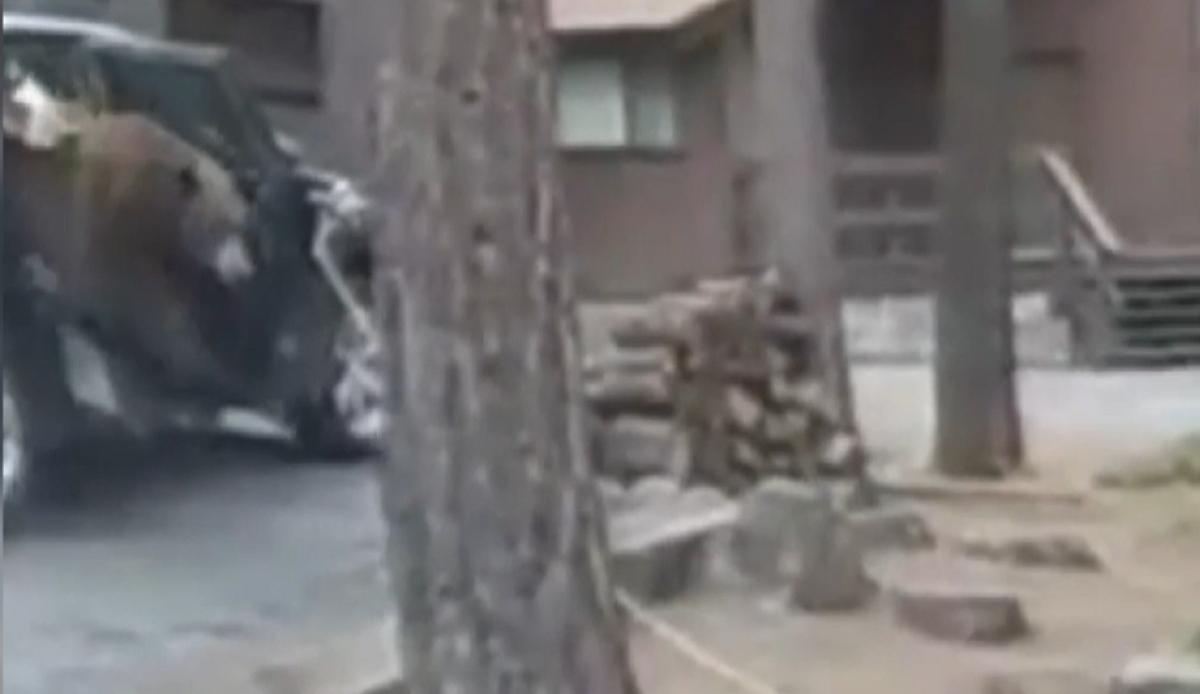 Görevimiz tehlike! Araçta mahsur kalan ayı işte böyle kurtarıldı