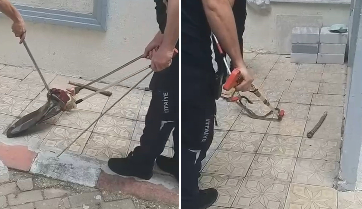 Şehir merkezinde yılan paniği! Ekipler harekete geçti