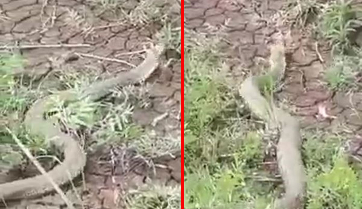 Türkiye’nin en tehlikesi… Koca engerek yılanı Elazığ’da görüntülendi!