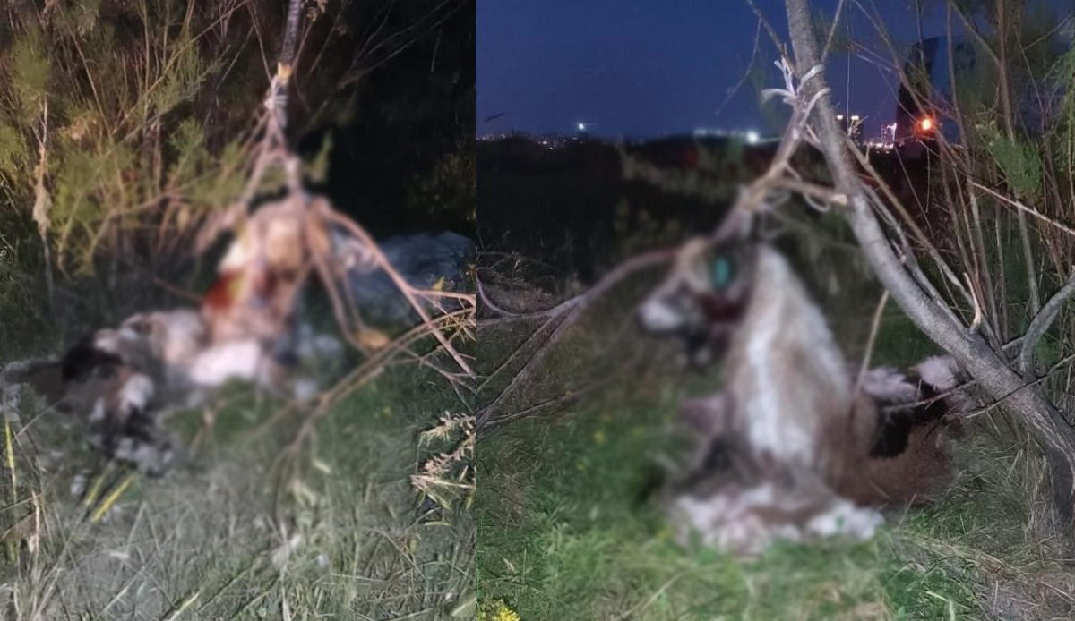 Ankara’da vahşet! 17 köpek ağaca asılmış halde bulundu