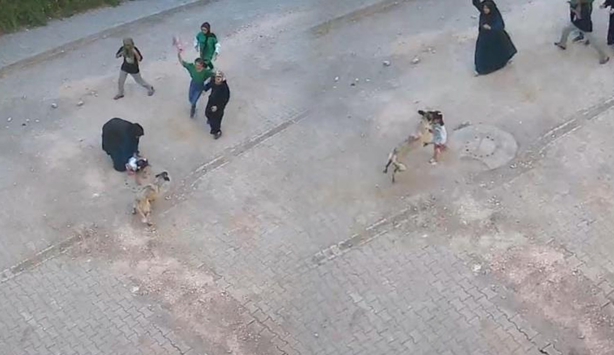 Sokak köpeği ailesinin yanındaki çocuğun yüzünü parçaladı