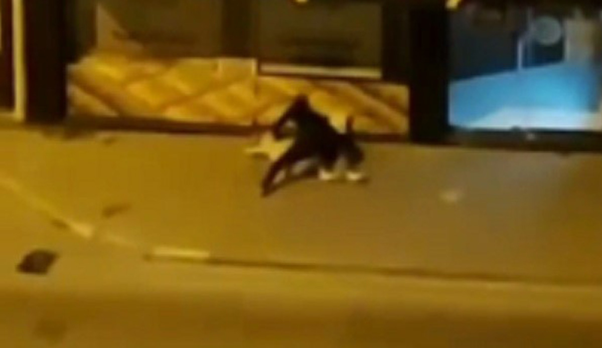Genç kadına sokak ortasında öldüresiye dayak! Polisi görünce yaptığı şok etti
