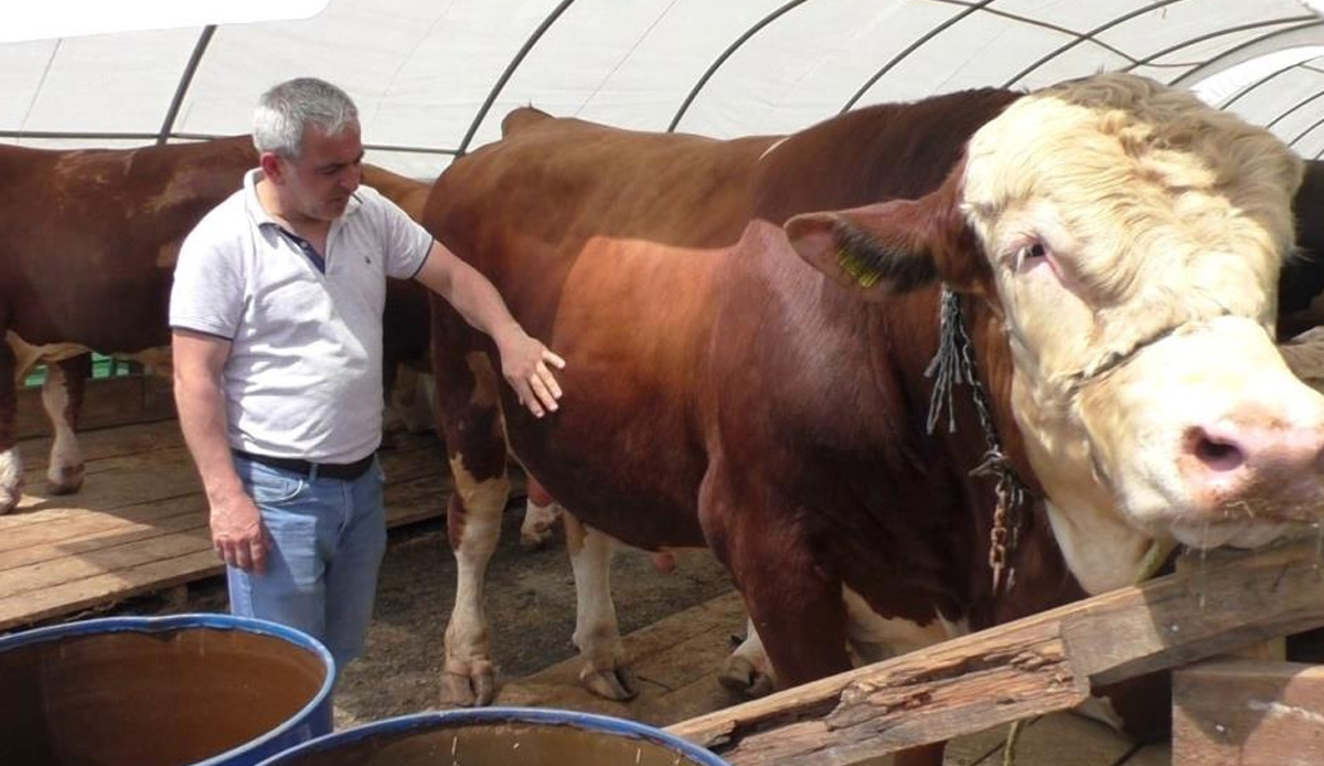 Kurban pazarının fenomeni TOGG! Tam bin 504 kilo ağırlığında: Fiyatı dudak uçuklatıyor
