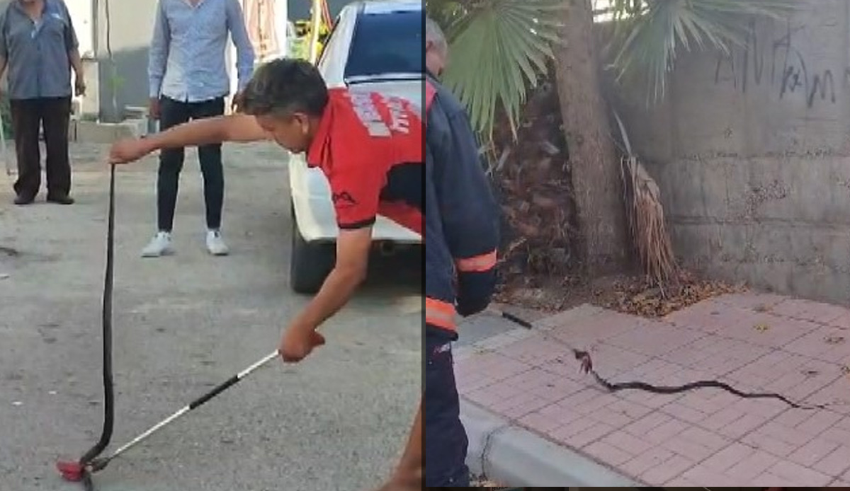 Mahallede yılan paniği! Aynı gün içinde 2 tane görüldü, ekipler harekete geçti