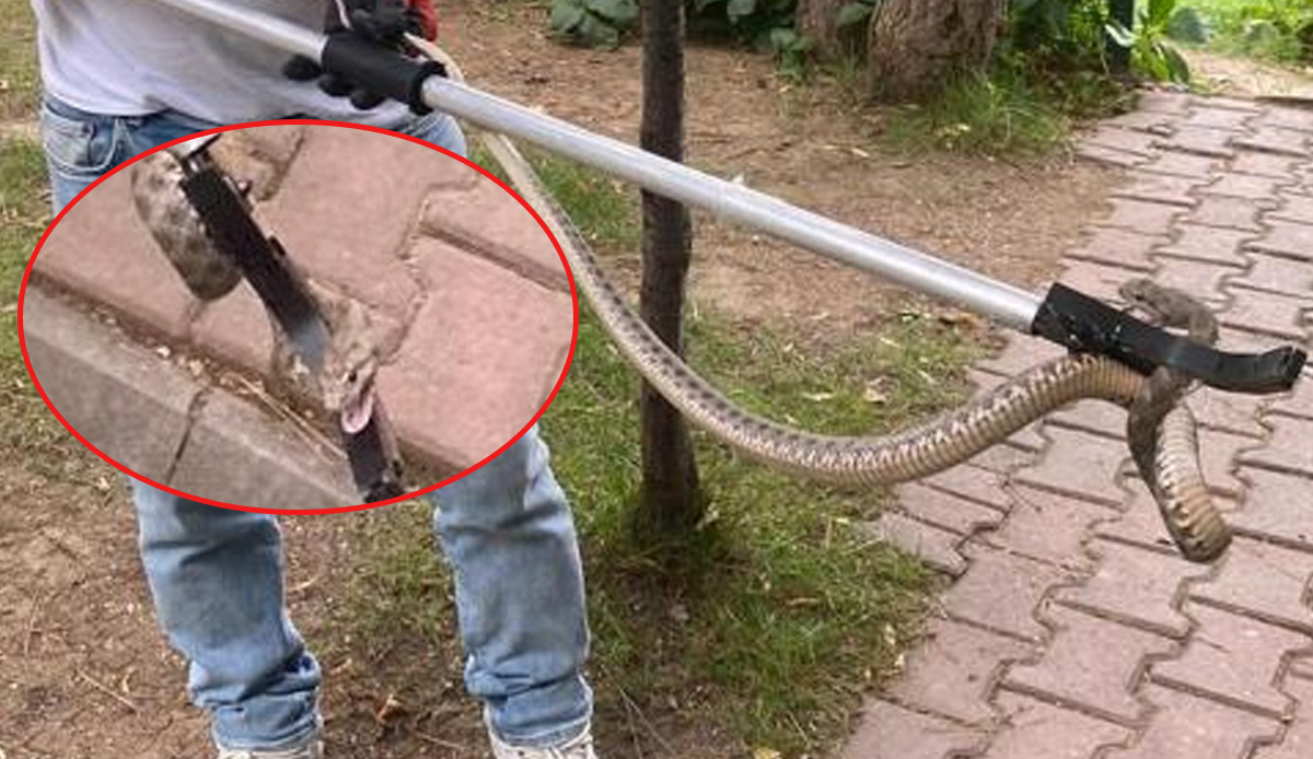 Şeyh Edebali Türbesi'nde yılan paniği! Emzirme odasından zehirli 'engerek' çıktı: 10 dakika içinde öldürücü etkisi var