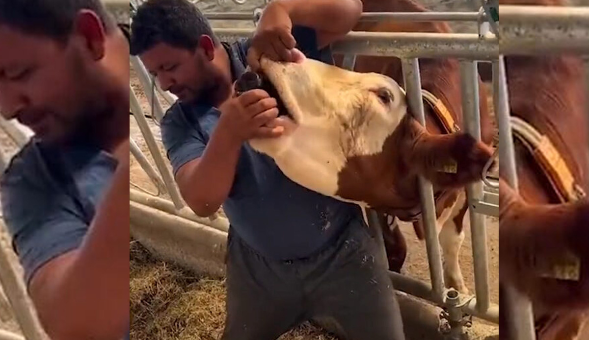 Kurbanlık çiftliğindeki skandala ilişkin gelişme: İneğe sıvı içiren şahsın cezası belli oldu