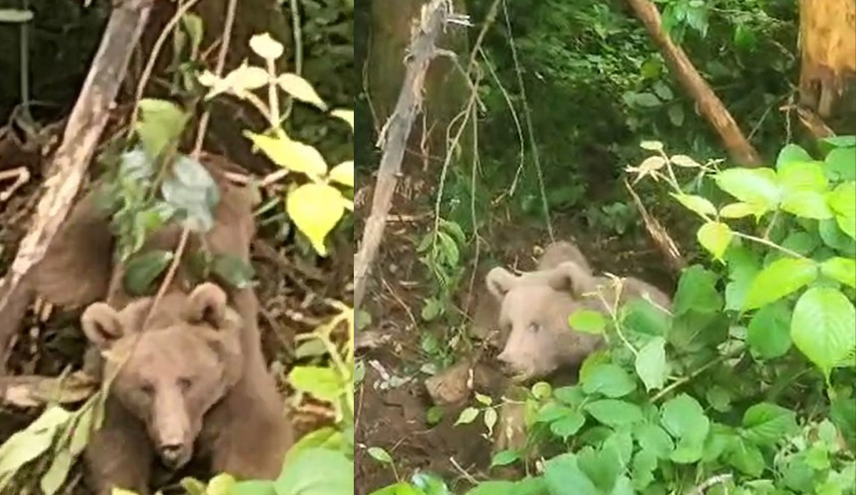 Arı kovanını almak isteyen yavru ayının hazin sonu!