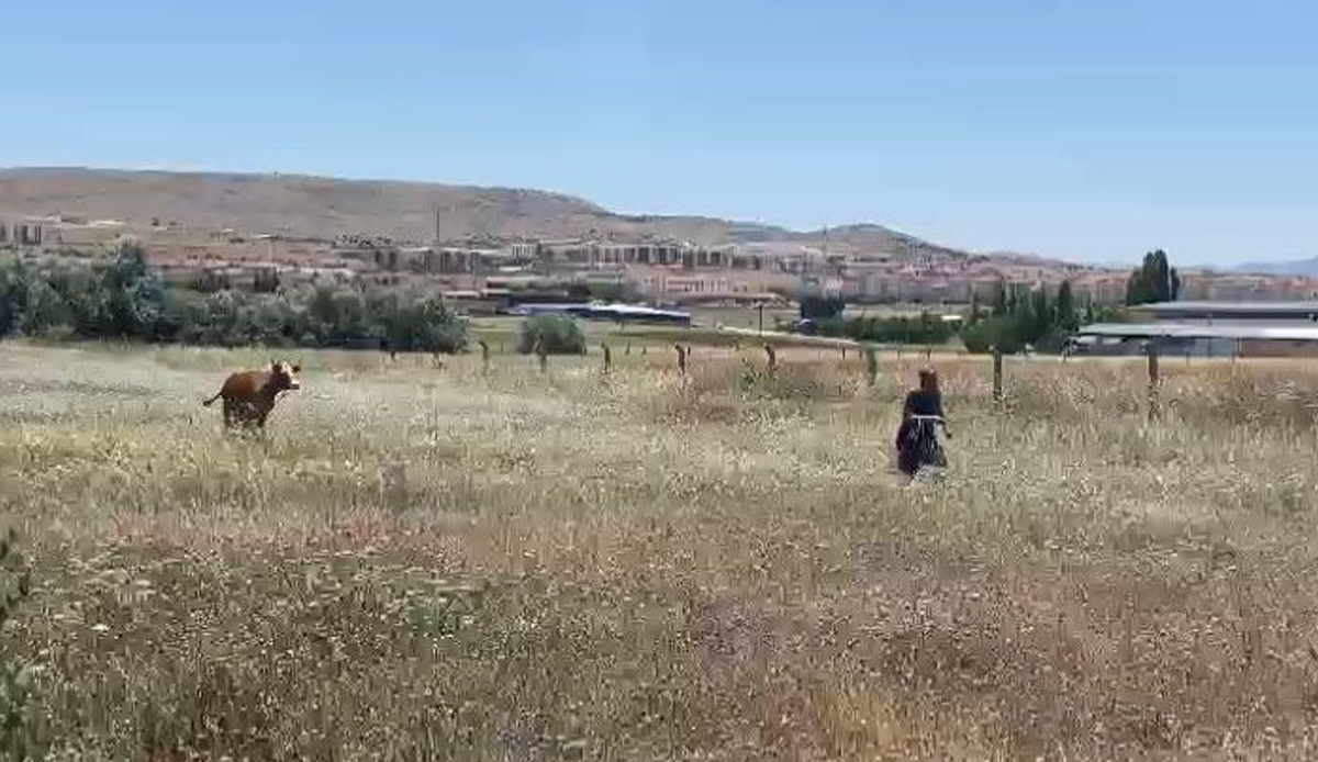 Kurban Bayramının ilk 'kaçağı' Elazığ'dan: Sahibinin omurgasını kırıp kaçtı, ekipler yakaladı