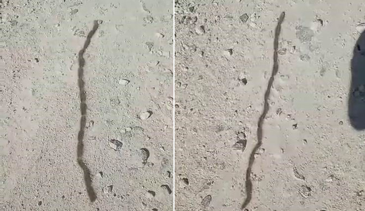 Yılan sandı ama yakından bakınca gözlerine inanamadı:  O anlar kamerada