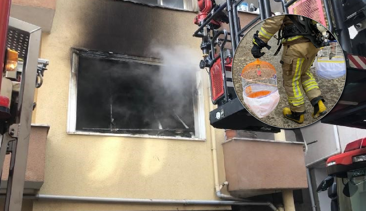 Bayram günü Pendik'te korkutan yangın! Mahsur kalan 5 kişi ve 9 kuş kurtarıldı