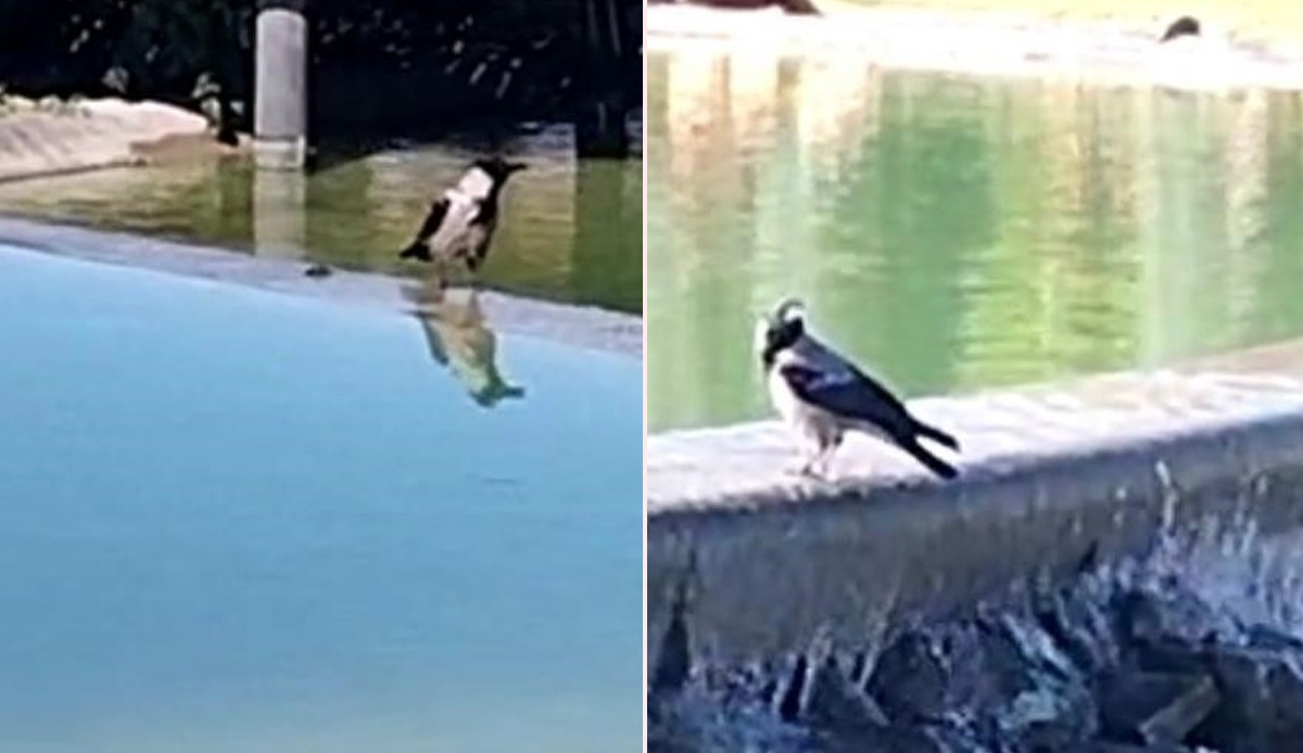 Elazığ'da 'Allah' diyen karga hayrete düşürdü: Duyan kulaklarına inanamadı