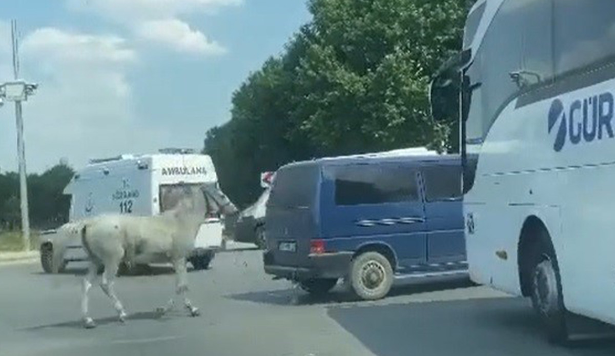 Eskişehir'de yürek burkan görüntü: Ata yapılan eziyet pes dedirtti!