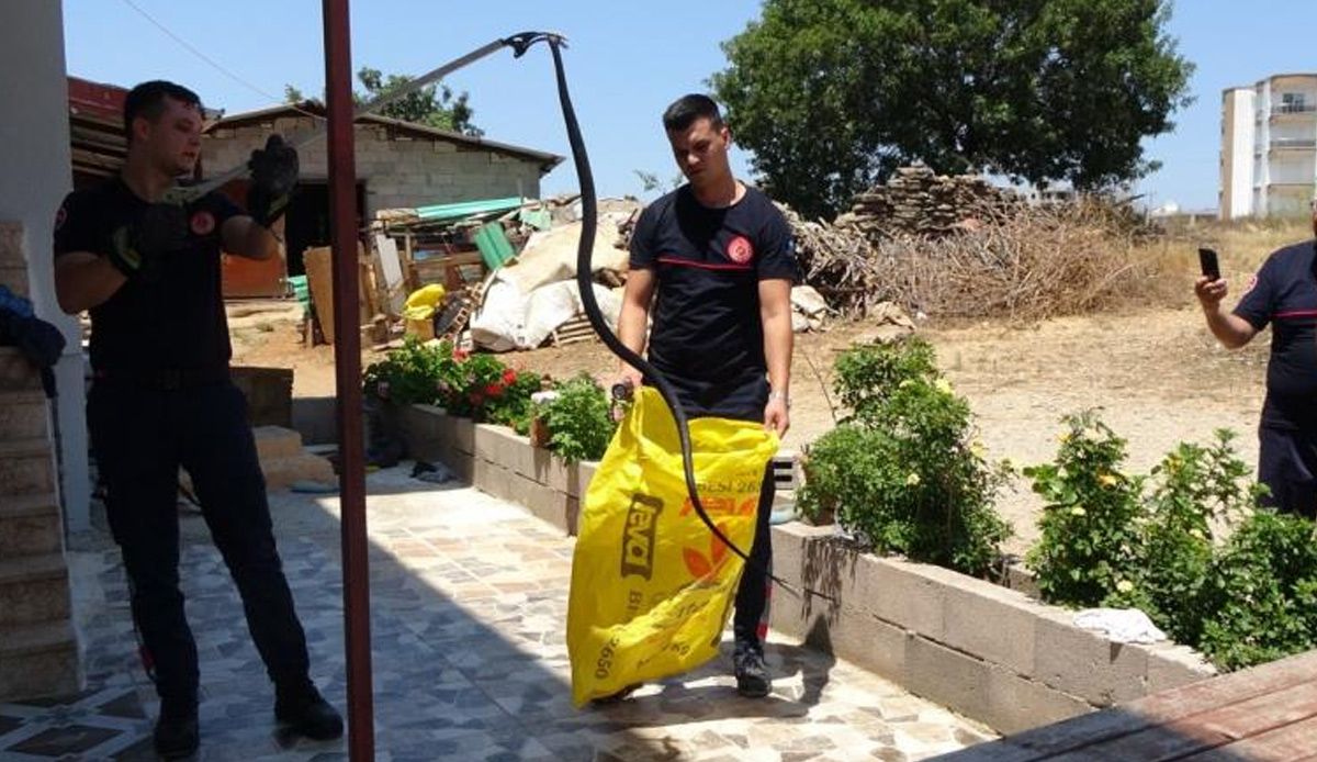 Ormanlar yanınca yılanlar  yerleşim bölgelerine indi! Tam 2 metre uzunluğunda, ekipler hareket geçti