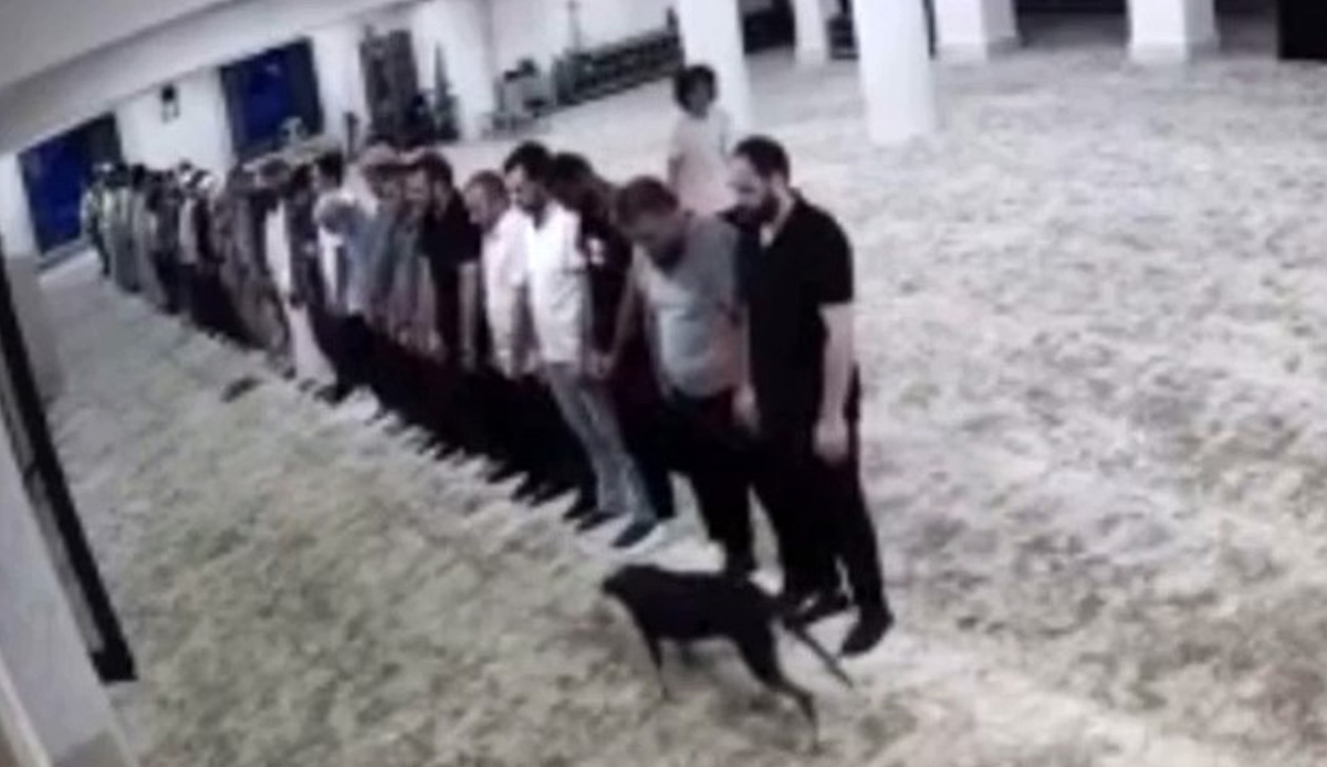 Camide ilginç anlar kamerada! Sabah namazında köpek cemaatin arasına girdi, zor anlar yaşattı
