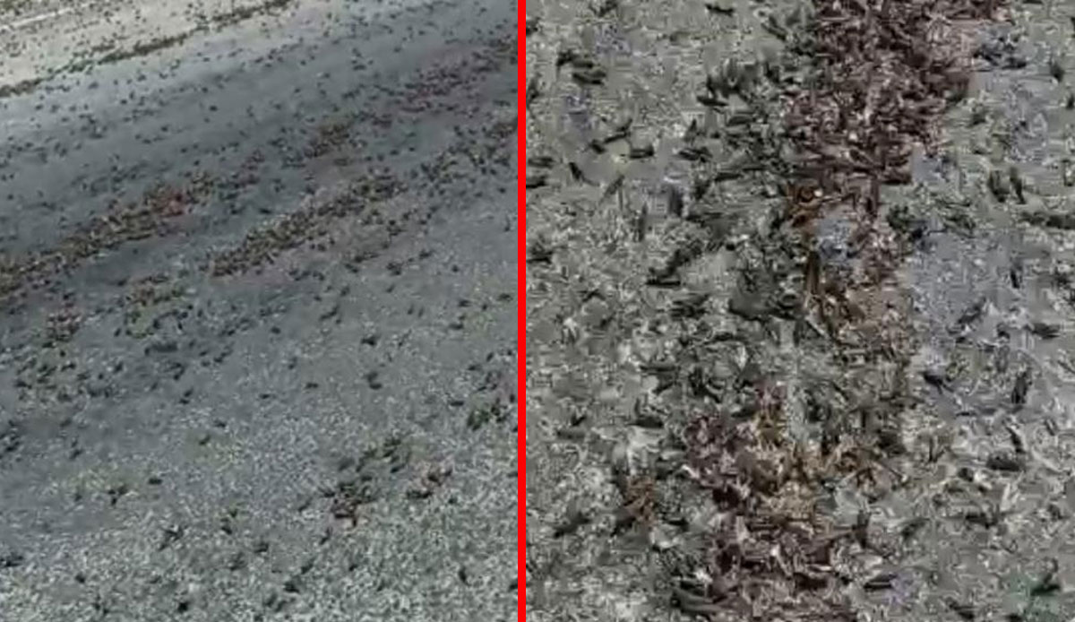 Gökyüzü yırtıcıları o şehri istila etti!