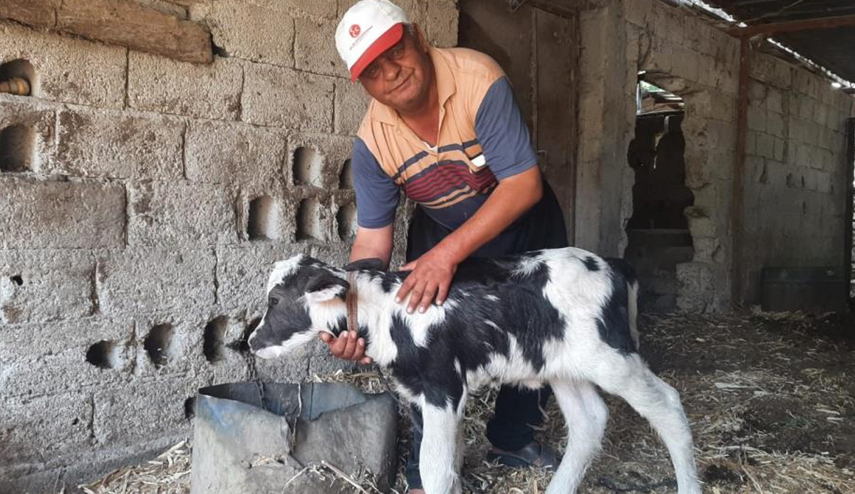 Daha önce böylesi görülmedi! Görenler hayrete düştü, siyah beyaz benekli ineğe benziyor
