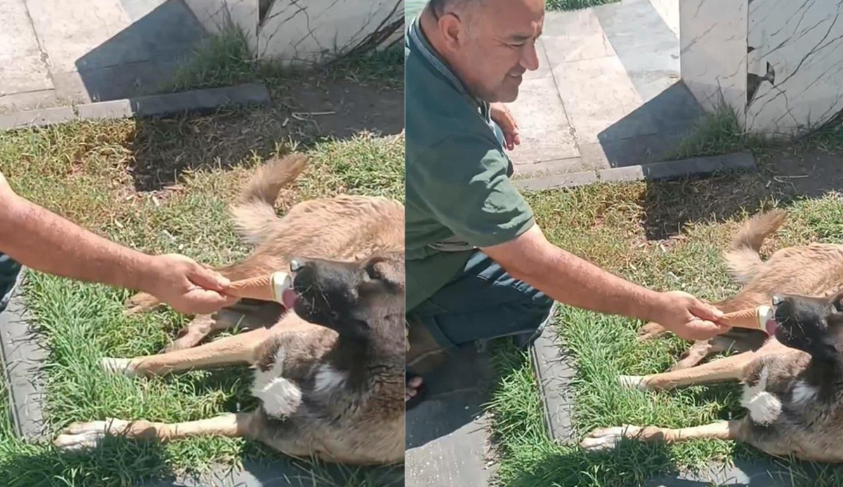Sıcaktan bunalan köpeğe dondurma ikram etti: Ben mutlu oldum, o mutlu oldu