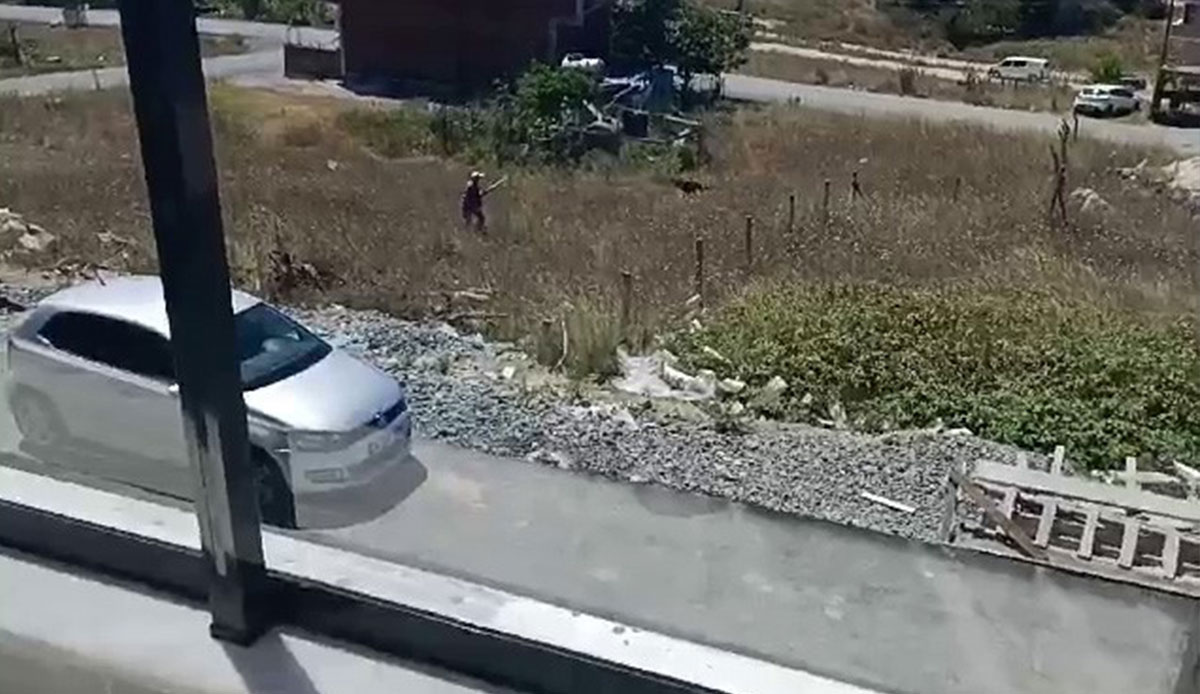 Vicdansız adam köpeklere kurşun yağdırdı! Dehşet anları kamerada