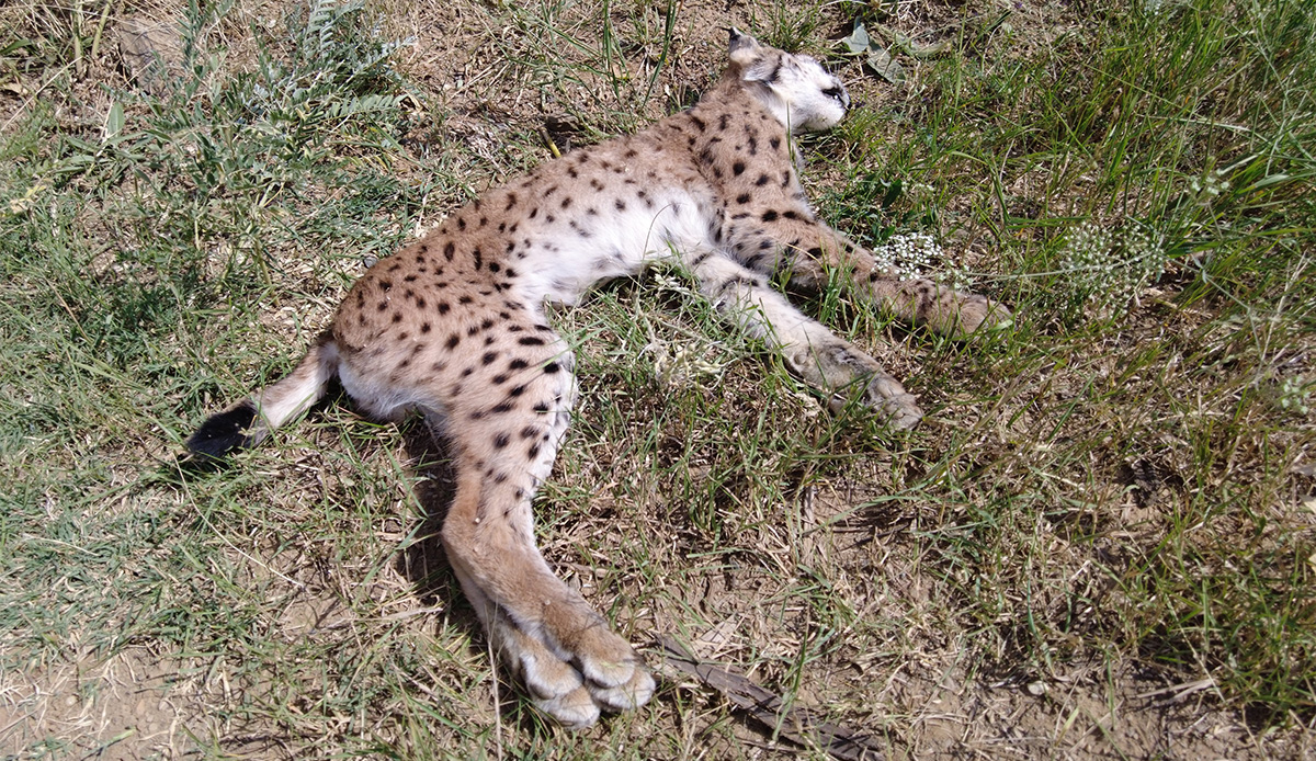 Nesli tükenme tehlikesi altında: Araba çarpınca telef oldu