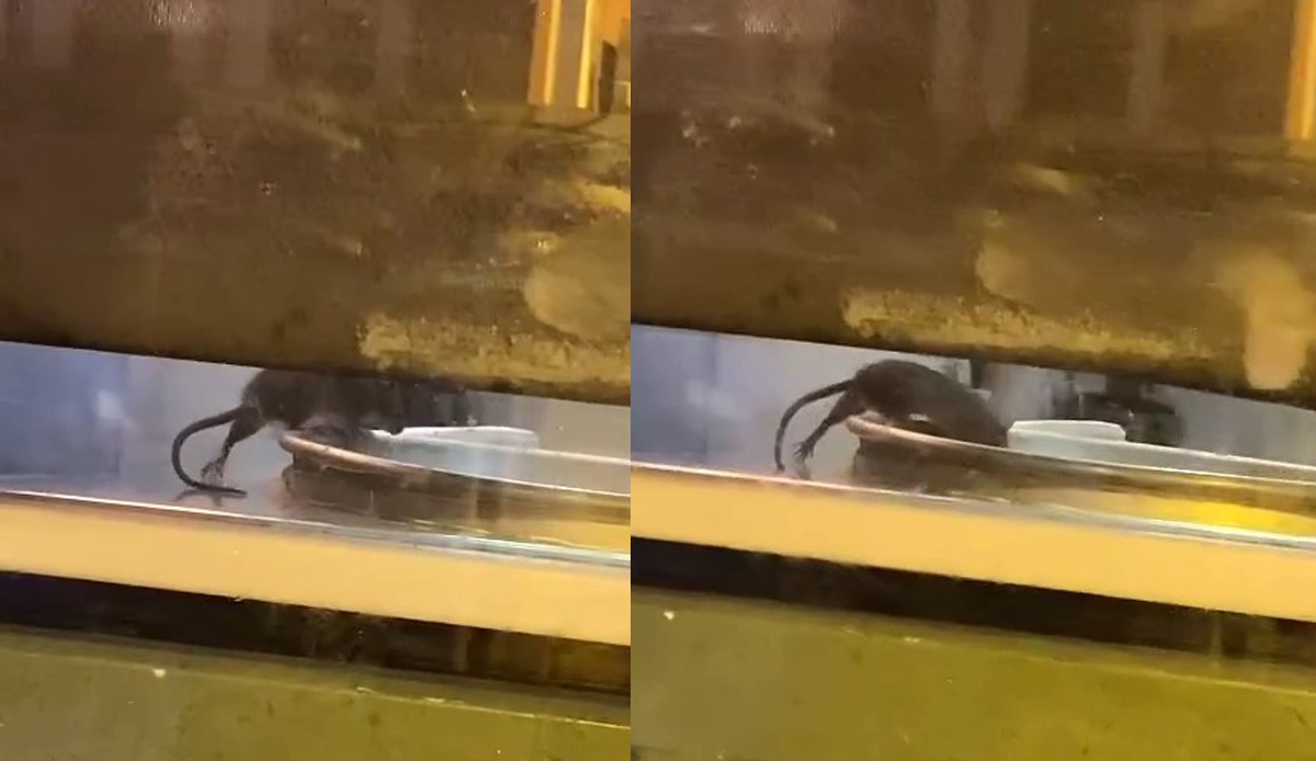 Sirkeci’deki börekçide mide bulandıran görüntü: Fare tepsilerin içinde cirit attı