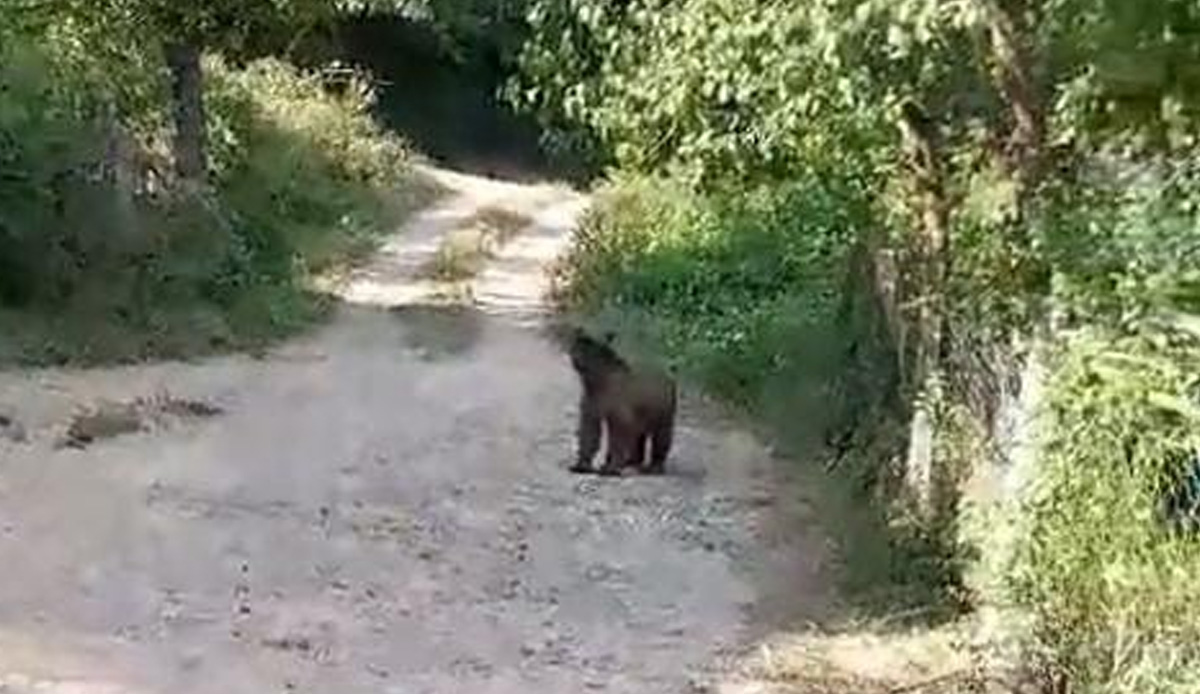 Bahçesine giren ayıyı böyle kovdu: Koca oğlan hadi evine