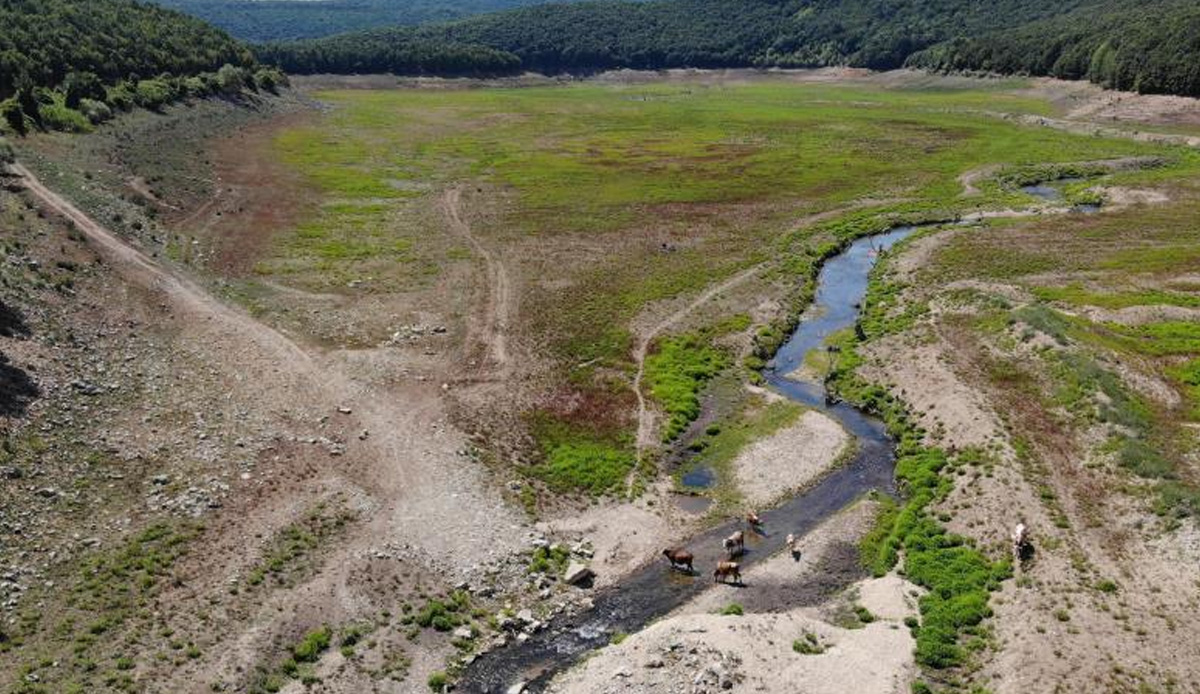 İstanbul’un su ihtiyacını karşılayan barajlardan eser yok: Artık hayvanlar otluyor