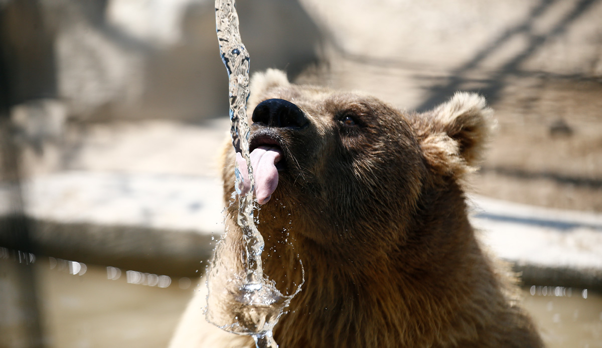 Aslan parkı sakinleri eyyam-ı bahur sıcaklarında serinliyor
