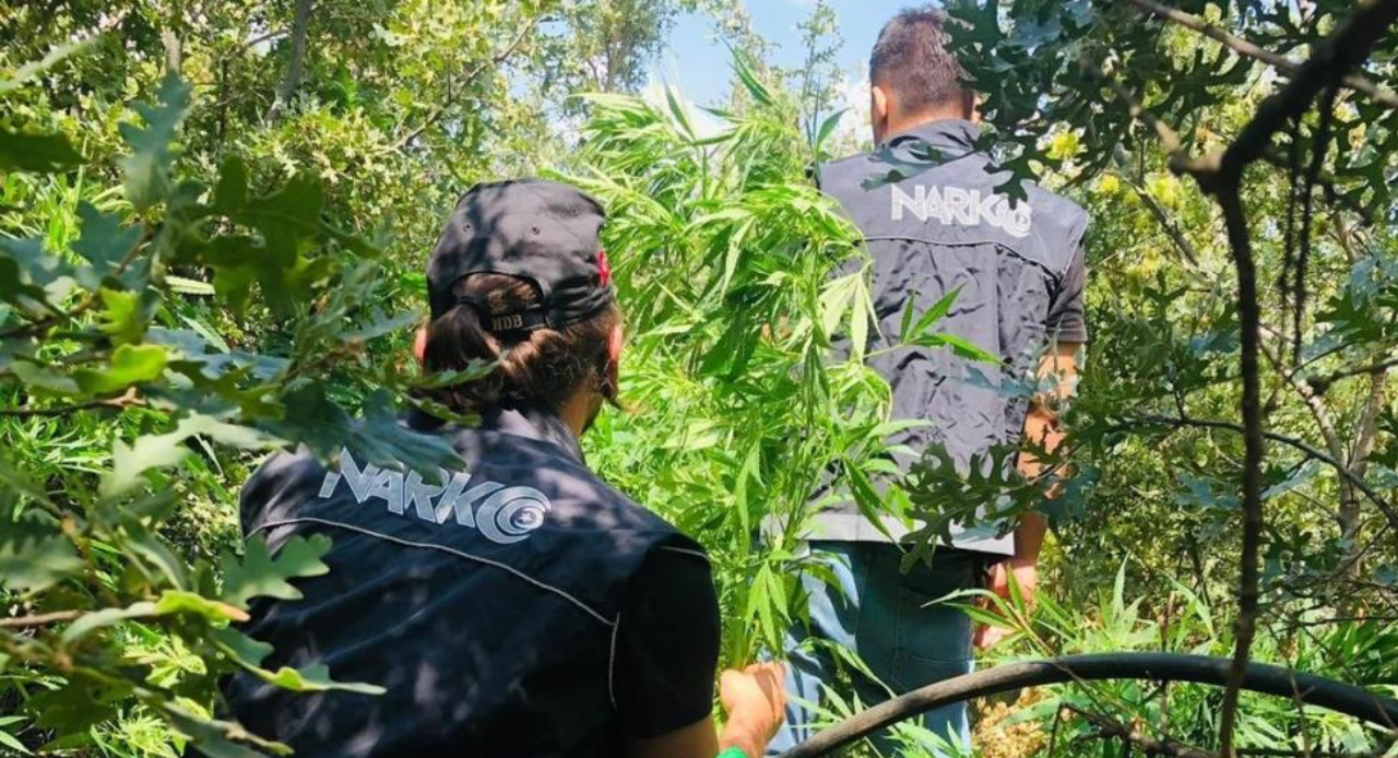 Uyuşturucu ormanı polisleri şaşkına çevirdi: Operasyon dron ile görüntülendi