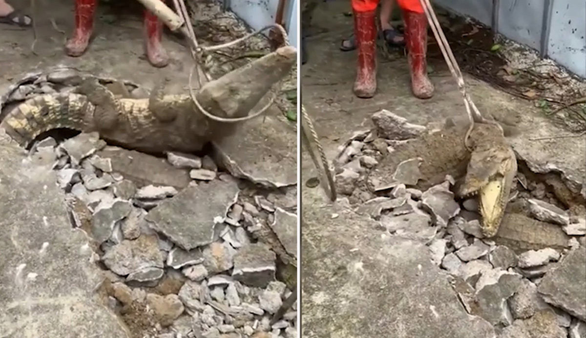 Hayret verici olay: Garip sesler gelen kaldırımın altında timsahlar çıktı, o anlar kamerada