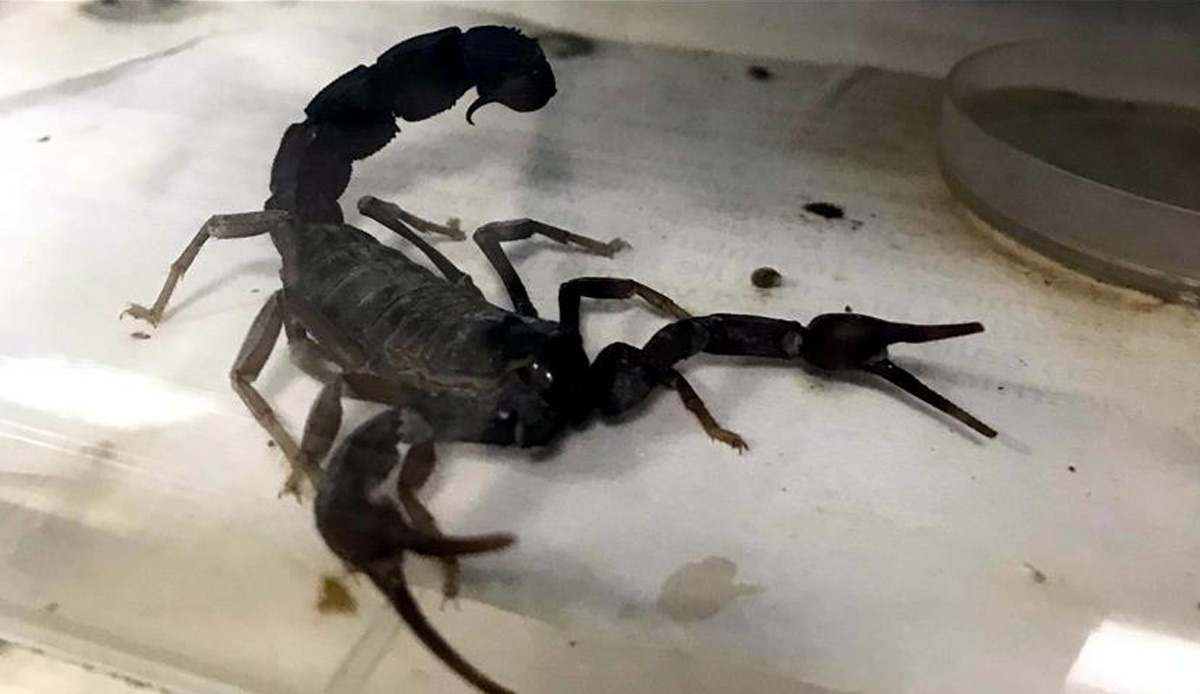 Sultangazi'de evine kocaman akrep girdi, korku dolu anlar yaşadı