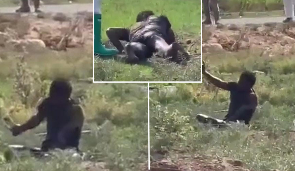 Şanlıurfa'da kuduz paniği! Hastaneden kaçtı, ortalığı birbirine kattı