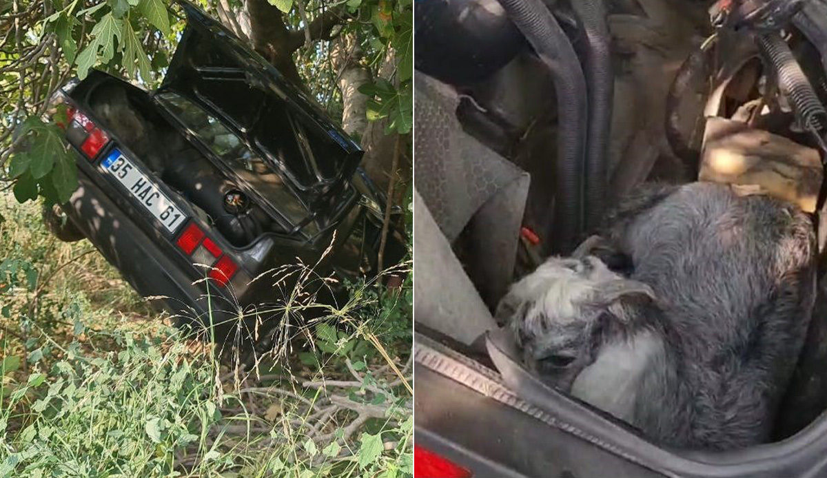 İzmir'de araç şarampole uçtu: 2 kişi öldü, bagajdaki keçiler ise sağ çıkarıldı