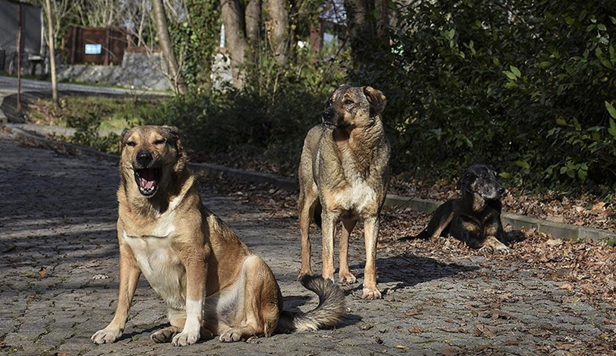 Beslediği köpeklerin toplanmasına kızan kadın bıçakla dehşet saçtı