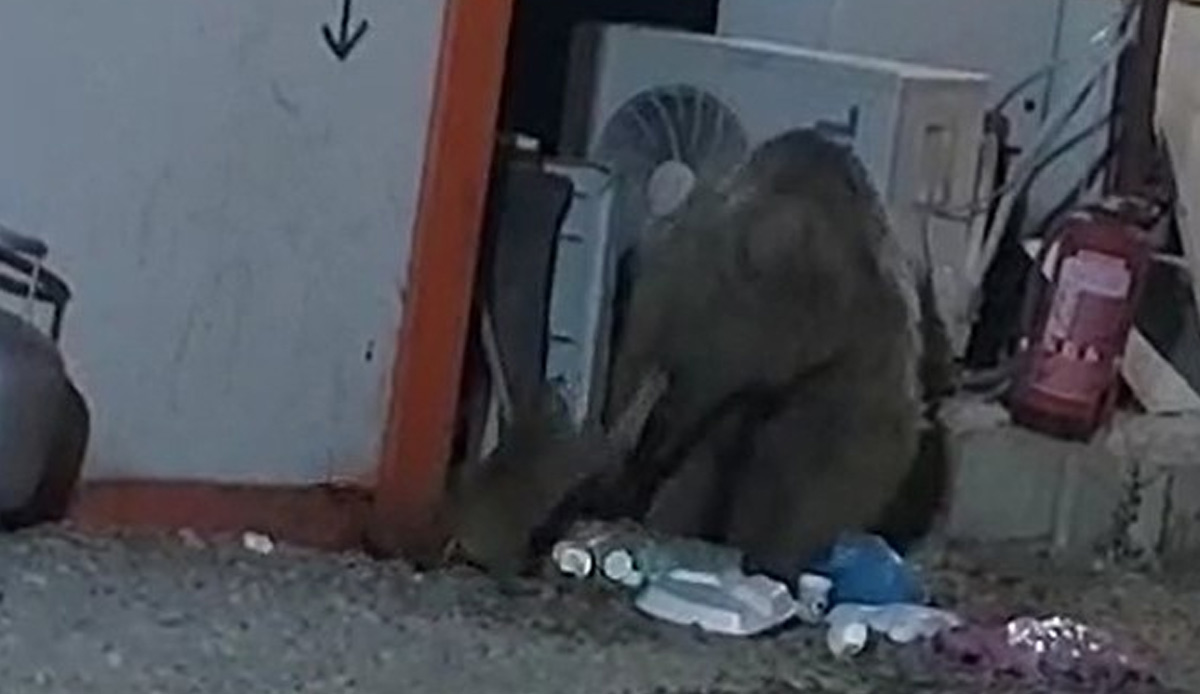 Kedi ve ayının ekmek kavgası gülümsetti