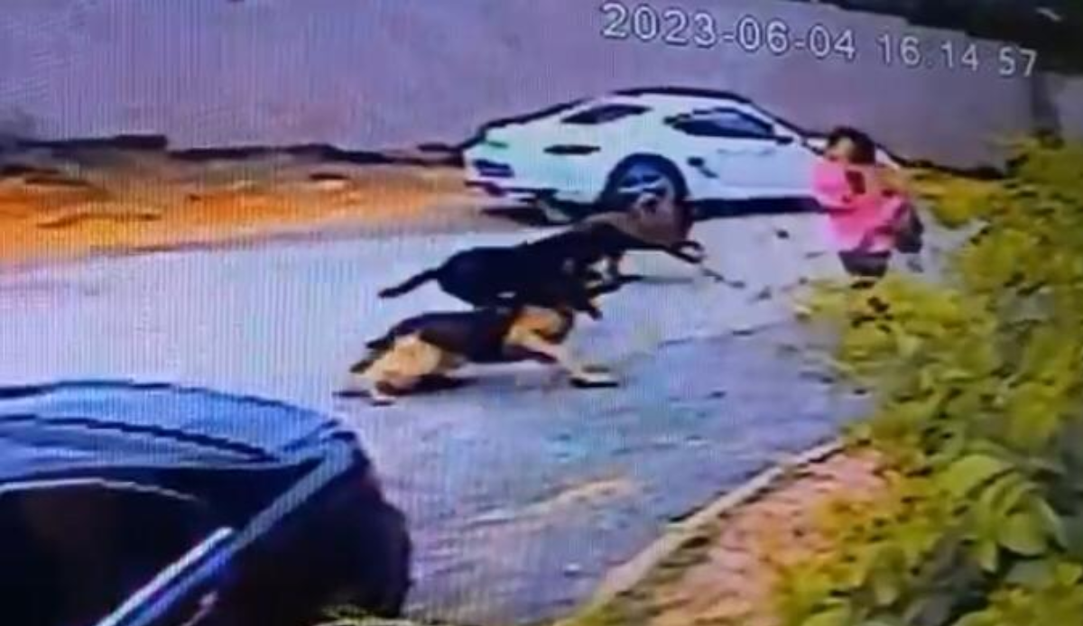 Sokak köpekleri dehşet saçtı! 1 kadını ısırdılar diğer zor kurtuldu...O anlar kameralara yansıdı!