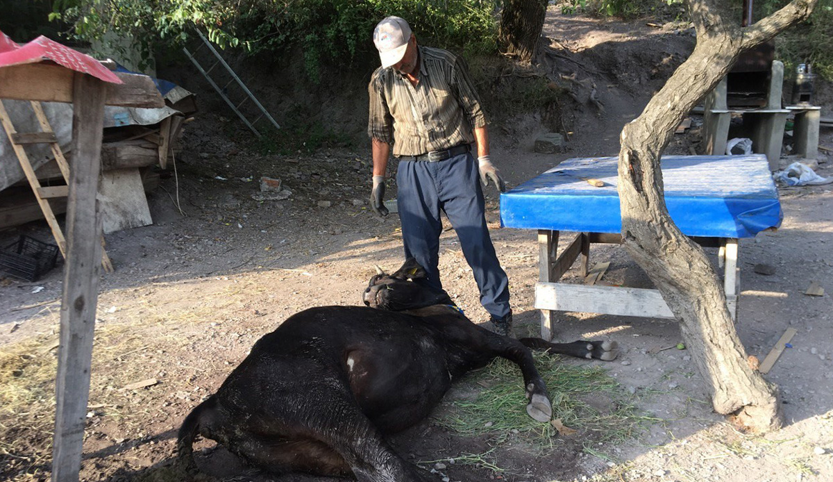 Küflenmiş ekmekleri yiyen inekler telef oldu