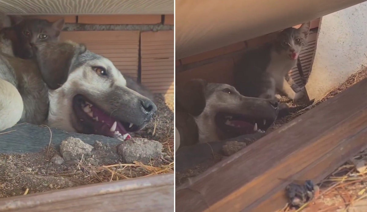 Çanakkale yangınında bir köpek, kedilere siper oldu