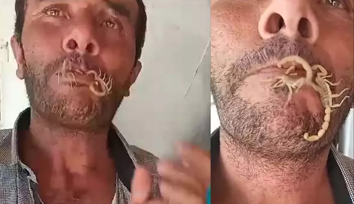 'Hayvanları seviyorum' dedi, akreplere kendini sokturdu! Tedavi sırrını ise sakladı