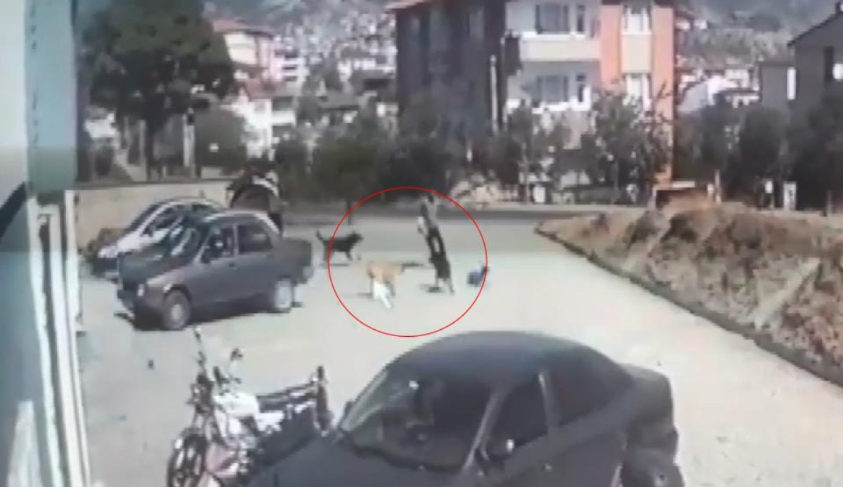 Sokak köpekleri yine dehşet saçtı! Çocuğu ölümden dönen baba: Bizim canımız yandı, başkalarının canı yanmasın!