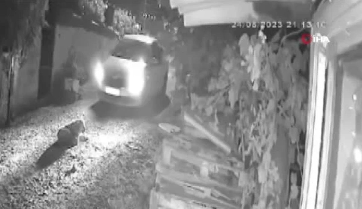 İstanbul'da dehşete düşüren görüntüler! Vicdansız sürücü köpeği ezip kaçtı