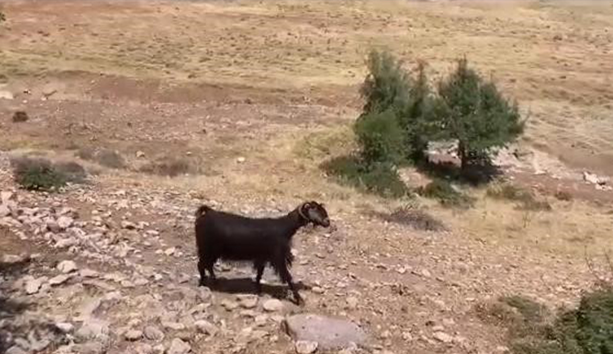 Teknolojik çobandan akıllara durgunluk veren yöntem: Keçilerine dadanan kurdu drone ile takip etti