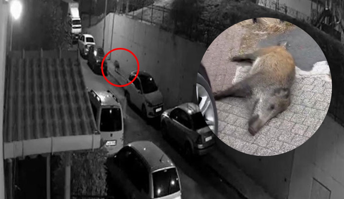 İstanbul'da panik anlar: Yaban domuzları şehir merkezine indi!